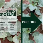 iBioStim Cauli Pest Free, a solution in agri-biotech.